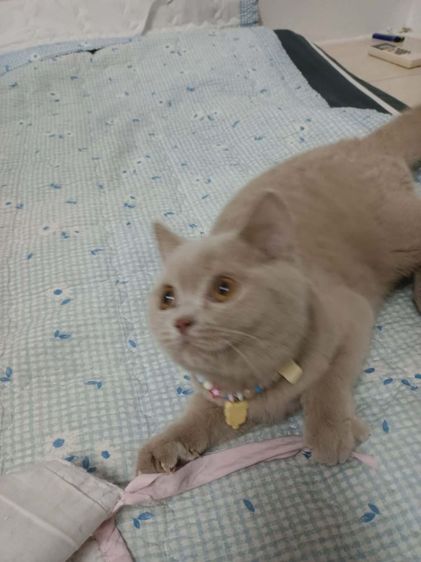 แมว scottish fold รูปที่ 7