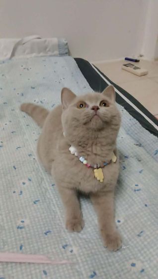 แมว scottish fold รูปที่ 2
