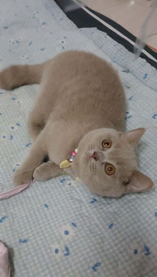 แมว scottish fold รูปที่ 5