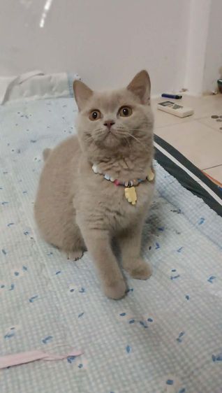 แมว scottish fold