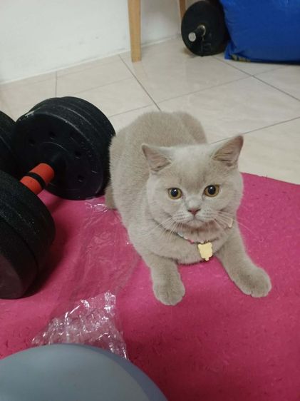 แมว scottish fold รูปที่ 8