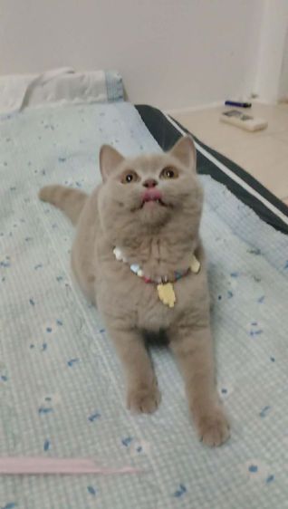แมว scottish fold รูปที่ 4