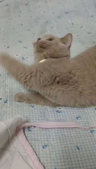 แมว scottish fold รูปที่ 11