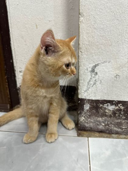 สก็อตติชโฟลด์ ขอนแก่น รูปที่ 6