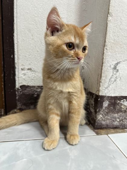 สก็อตติชโฟลด์ ขอนแก่น รูปที่ 7