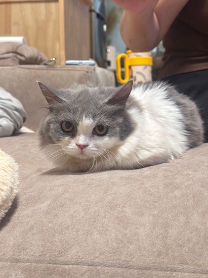 Muchkin female แมวมันช์กิ้น 2 สาว รูปที่ 4