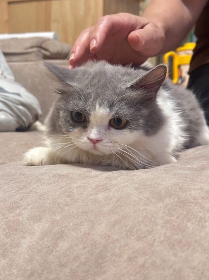 Muchkin female แมวมันช์กิ้น 2 สาว รูปที่ 5