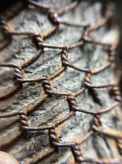 เปิดตะกรุดไม้ครูดอกใหญ่อ้วนๆ เลี่ยมลวด(มีสินค้าหลายรายการกดเข้ามาดูในโปรไฟล์ได้เลยครับ) รูปที่ 11