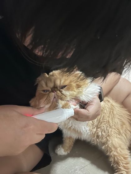 (หาคนเลี้ยงต่อ) เปอร์เซียหน้าบี้ แมวส้ม 4 ขวบ รูปที่ 10