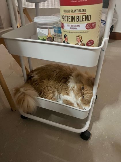 (หาคนเลี้ยงต่อ) เปอร์เซียหน้าบี้ แมวส้ม 4 ขวบ รูปที่ 14