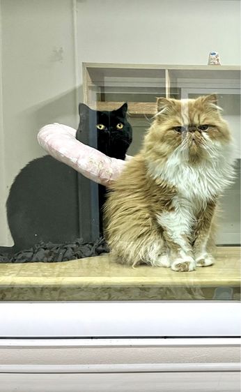 (หาคนเลี้ยงต่อ) เปอร์เซียหน้าบี้ แมวส้ม 4 ขวบ รูปที่ 11