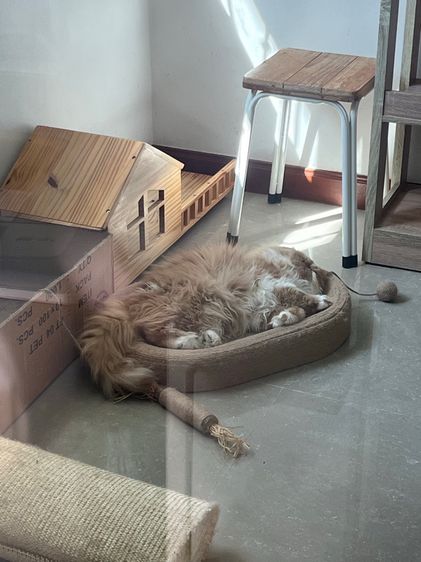 (หาคนเลี้ยงต่อ) เปอร์เซียหน้าบี้ แมวส้ม 4 ขวบ รูปที่ 12