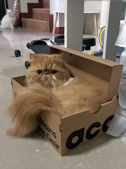 (หาคนเลี้ยงต่อ) เปอร์เซียหน้าบี้ แมวส้ม 4 ขวบ รูปที่ 13