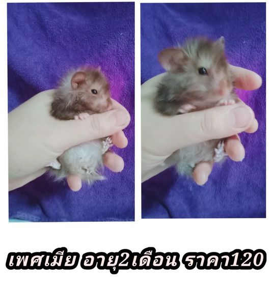 หนูเเฮมเตอร์ใจเเอ้นยุโรป รูปที่ 5