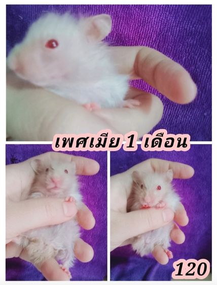 หนูเเฮมเตอร์ใจเเอ้นยุโรป