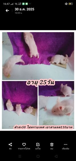 หนูเเฮมเตอร์ใจเเอ้นยุโรป รูปที่ 3