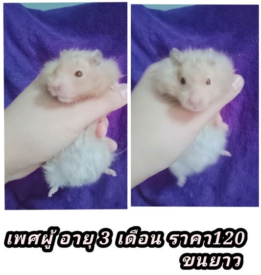 หนูเเฮมเตอร์ใจเเอ้นยุโรป รูปที่ 2