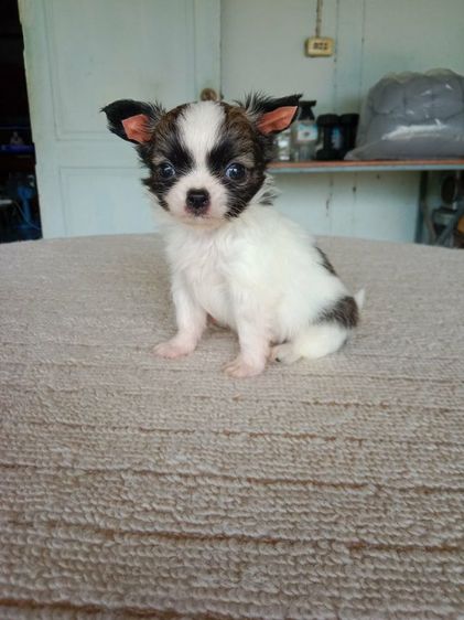 เด็กชาย รูปที่ 4