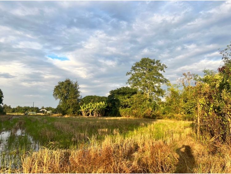 ขายที่นา รูปที่ 3