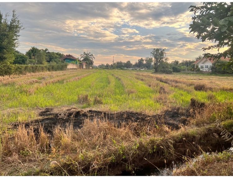 ขายที่นา รูปที่ 4