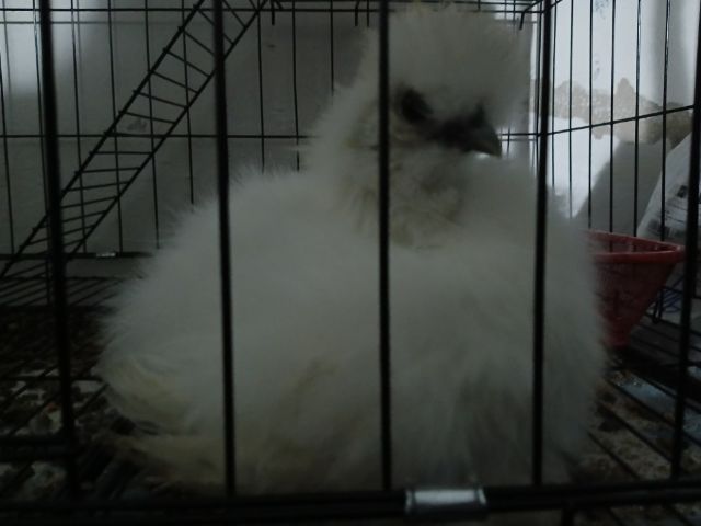 ไก่ซิลกี้ขนไหมสีขาว ฟรี