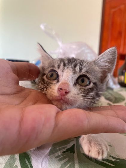 ลูกแมวผสม รูปที่ 2