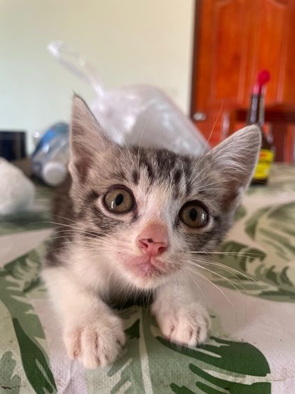 ลูกแมวผสม รูปที่ 3