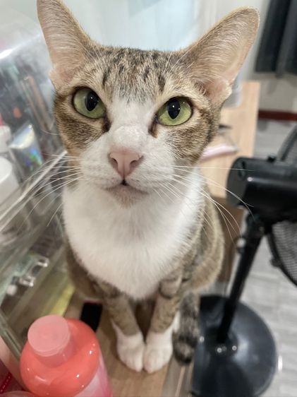 ลูกแมวผสม รูปที่ 7