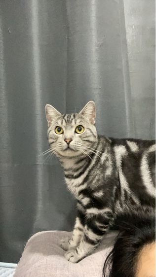 ลูกแมวผสม รูปที่ 6