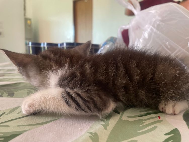 ลูกแมวผสม รูปที่ 5