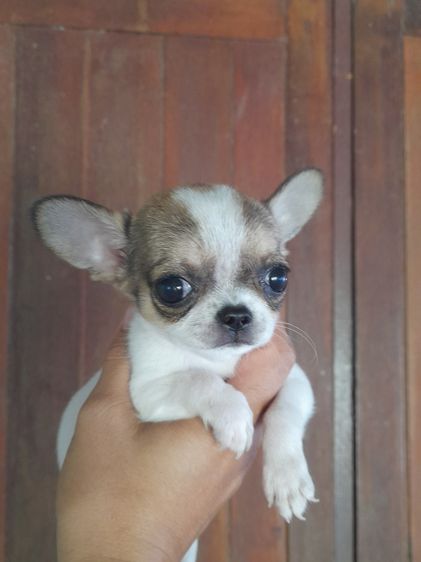 ชิวาว่าขนสั้น รูปที่ 3