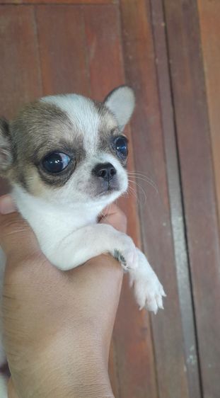 ชิวาว่าขนสั้น