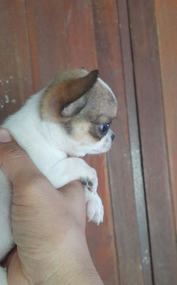 ชิวาว่าขนสั้น รูปที่ 2
