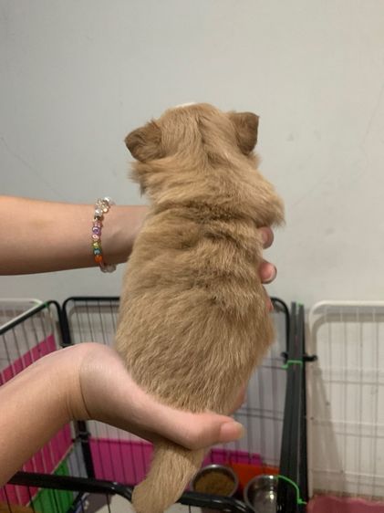 สุนัขชิวาวาผสมปอม รูปที่ 4