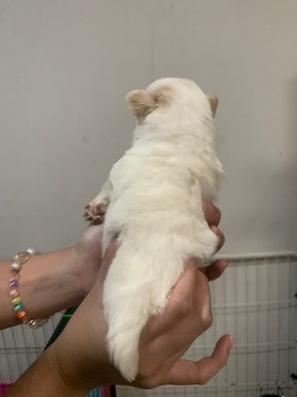 สุนัขชิวาวาผสมปอม รูปที่ 8