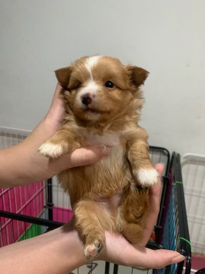 สุนัขชิวาวาผสมปอม รูปที่ 9