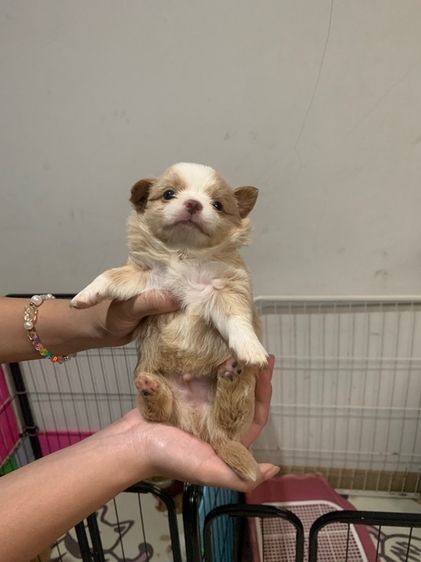 สุนัขชิวาวาผสมปอม รูปที่ 5