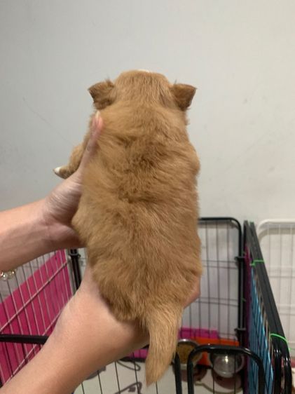 สุนัขชิวาวาผสมปอม รูปที่ 10