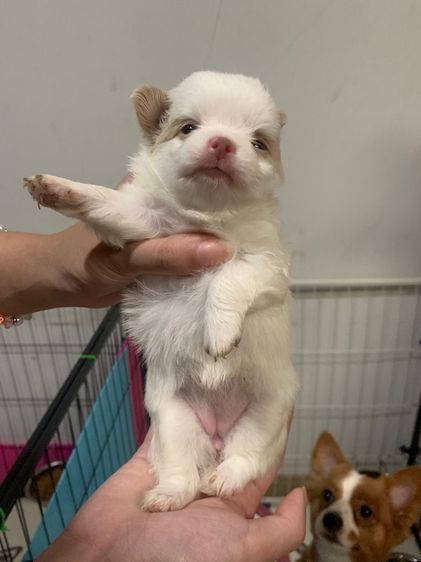 สุนัขชิวาวาผสมปอม รูปที่ 7