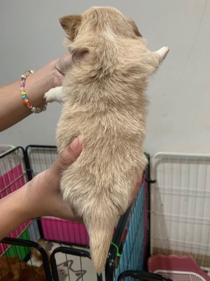 สุนัขชิวาวาผสมปอม รูปที่ 6