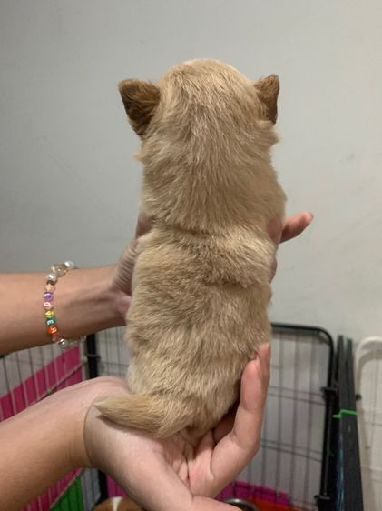 สุนัขชิวาวาผสมปอม รูปที่ 2