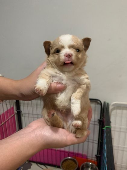 ชิวาวา (Chihuahua) เล็ก สุนัขชิวาวาผสมปอม