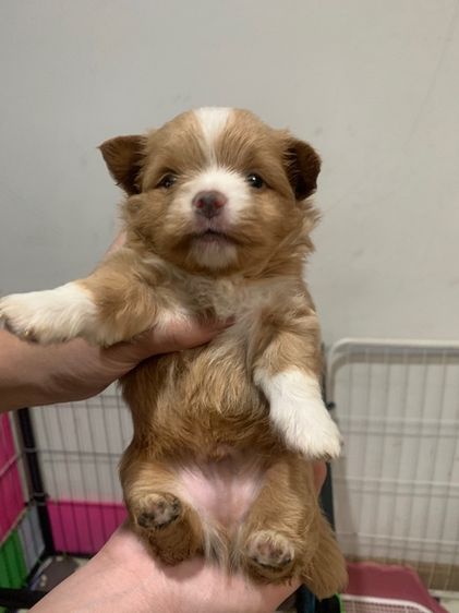 สุนัขชิวาวาผสมปอม รูปที่ 3