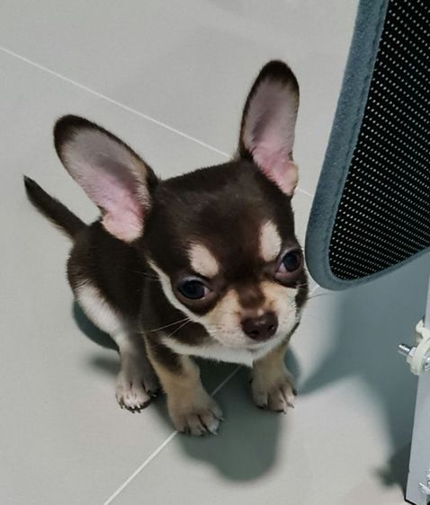 ขายชิวาวา