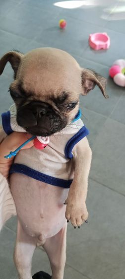 ขายลูกสุนัขพันธุ์ปั๊กค่ะ