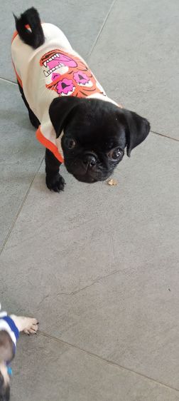 ขายลูกสุนัขพันธุ์ปั๊กค่ะ รูปที่ 4