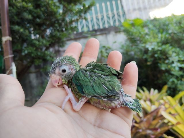 นกแก้วฟอพัส รูปที่ 7