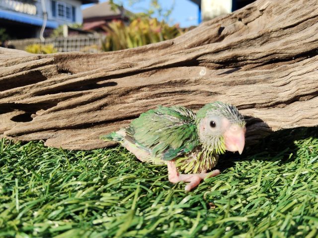 นกแก้วฟอพัส รูปที่ 6