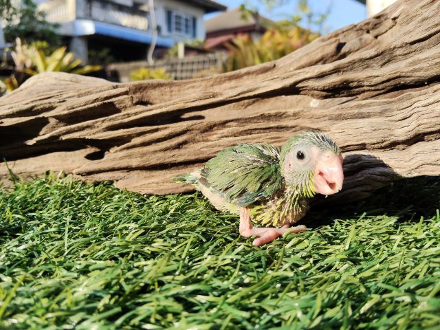 นกแก้วฟอพัส รูปที่ 5