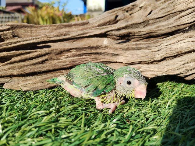 นกแก้วฟอพัส รูปที่ 4